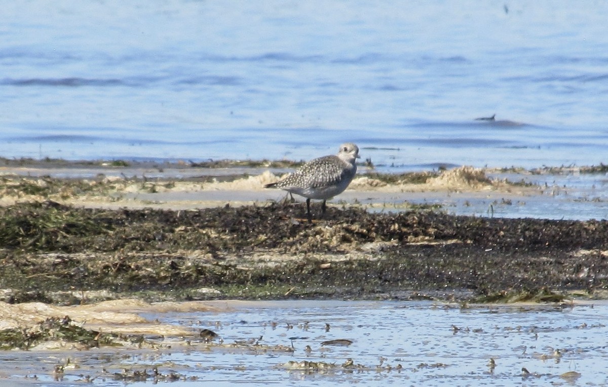 Black-bellied Plover - ML642190385