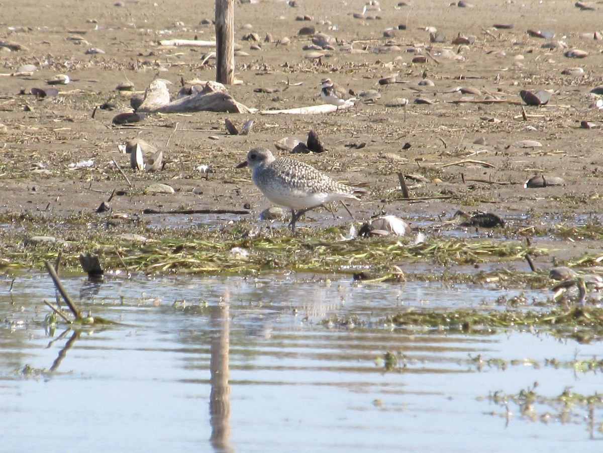 Black-bellied Plover - ML642190386