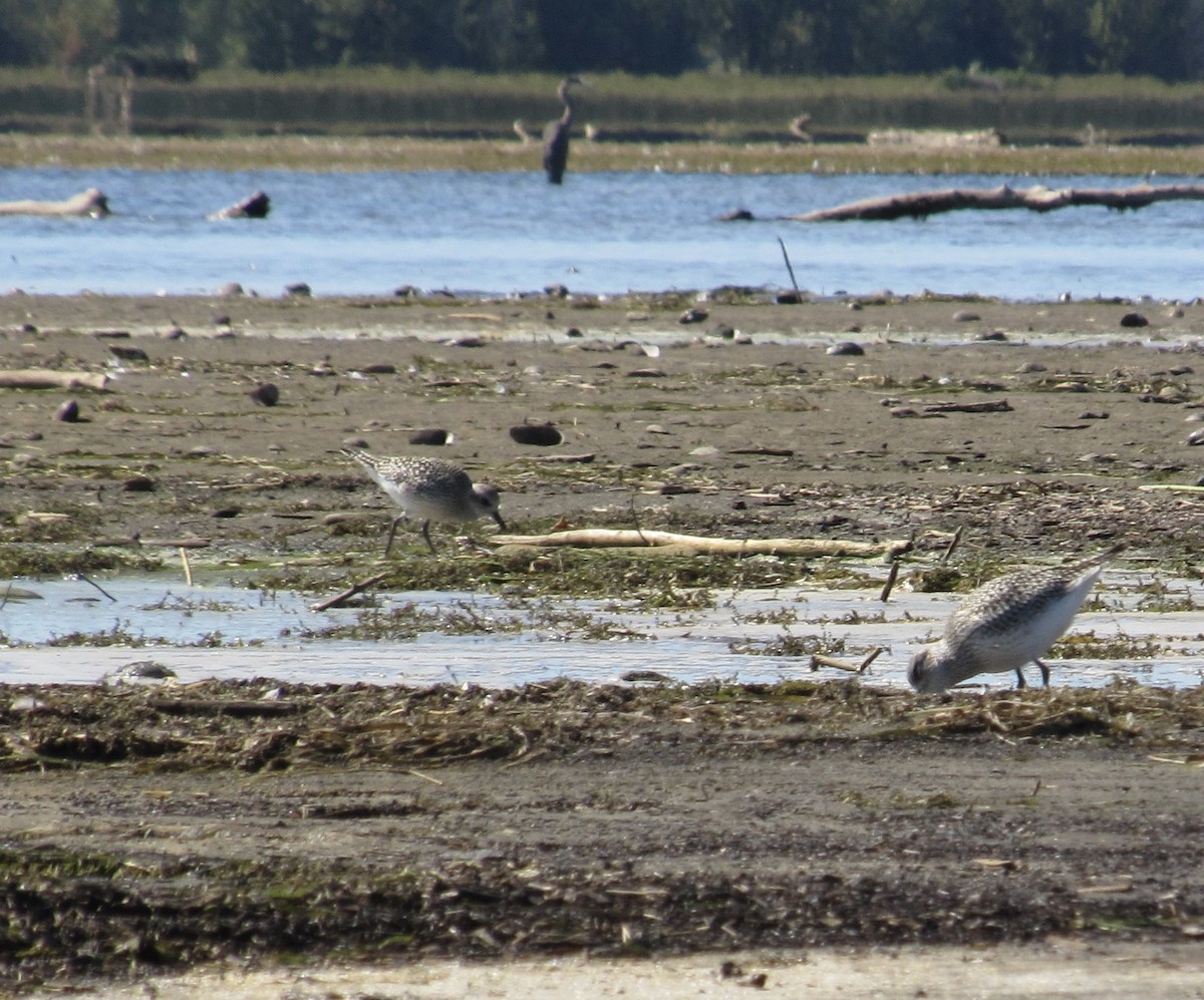 Black-bellied Plover - ML642190387
