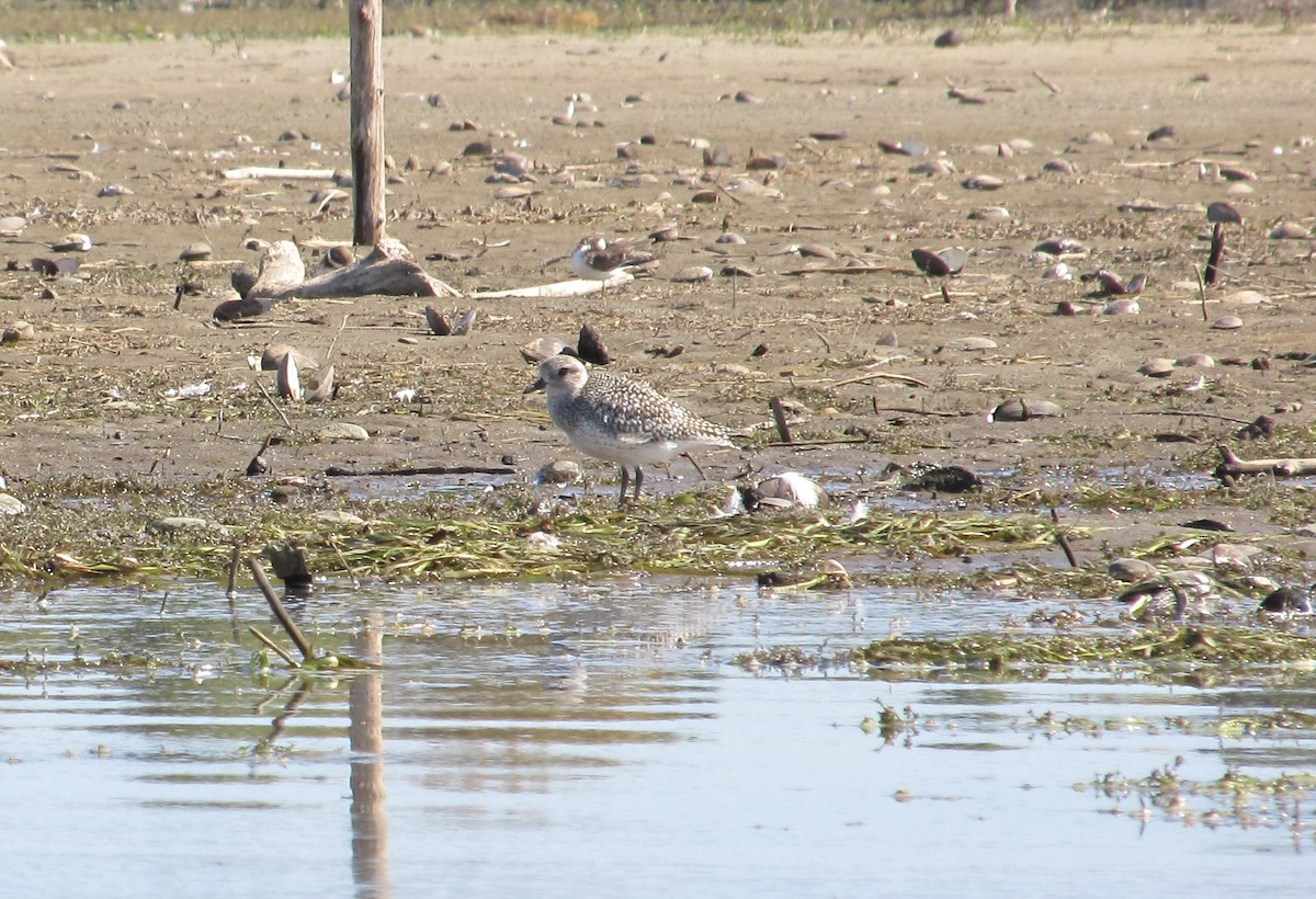 Black-bellied Plover - ML642190388