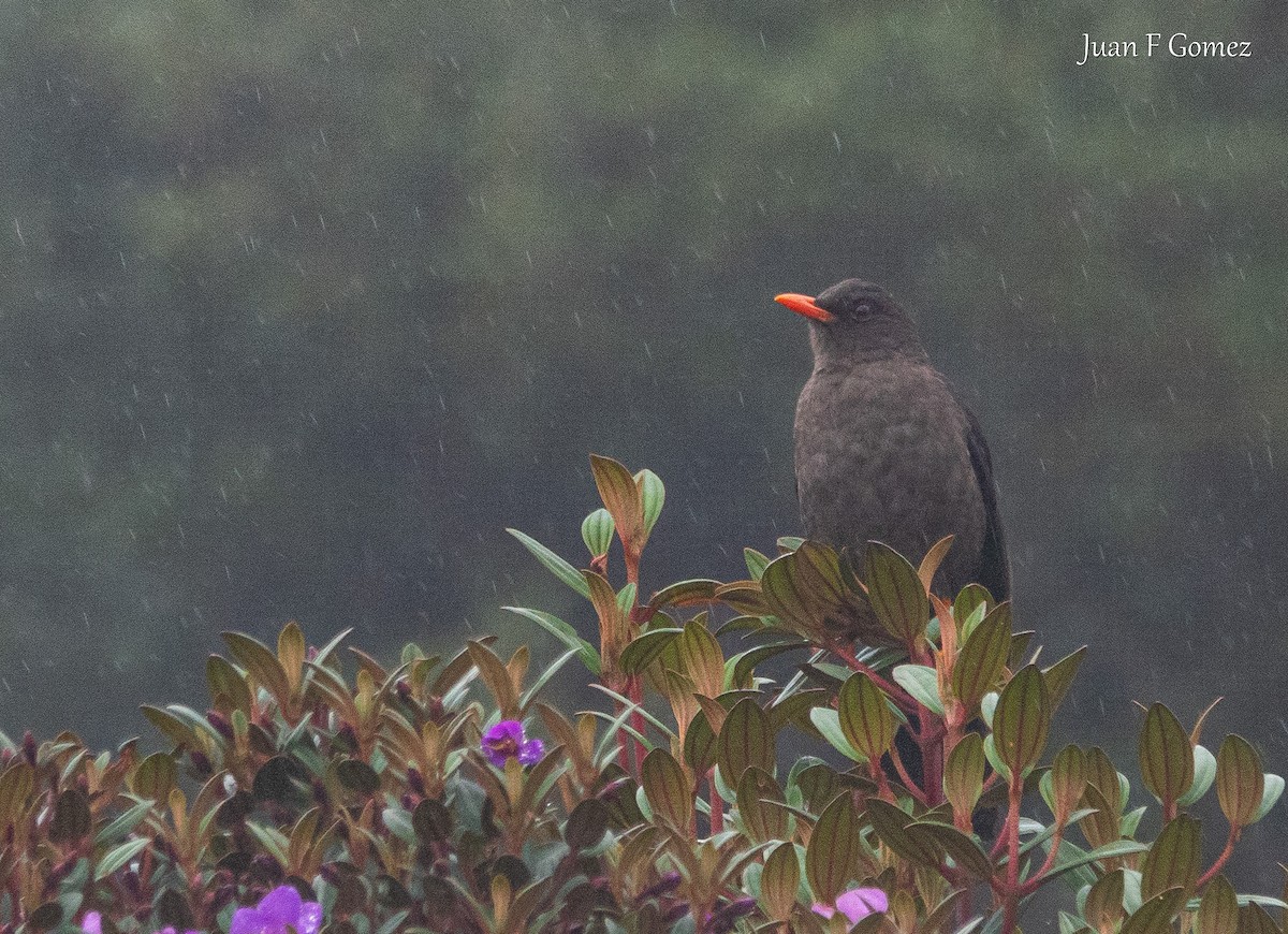 Great Thrush - ML642190391