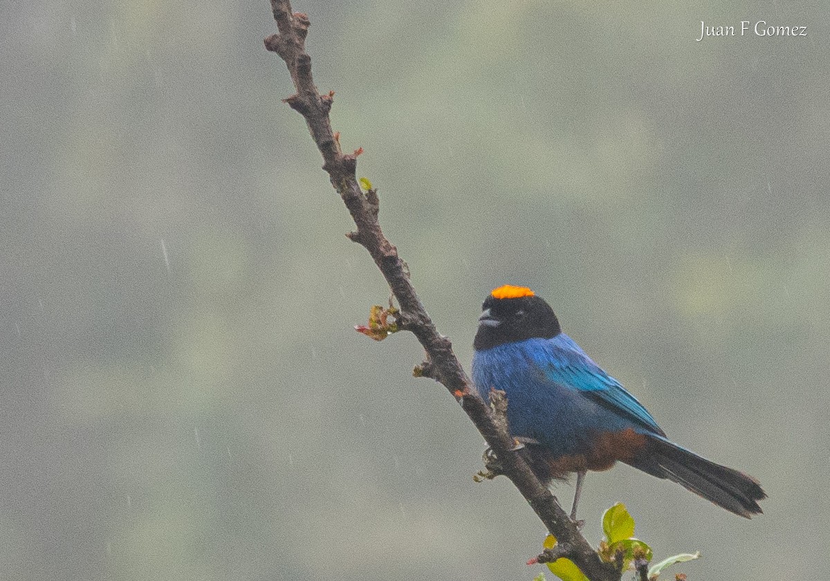 Golden-crowned Tanager - ML642190406