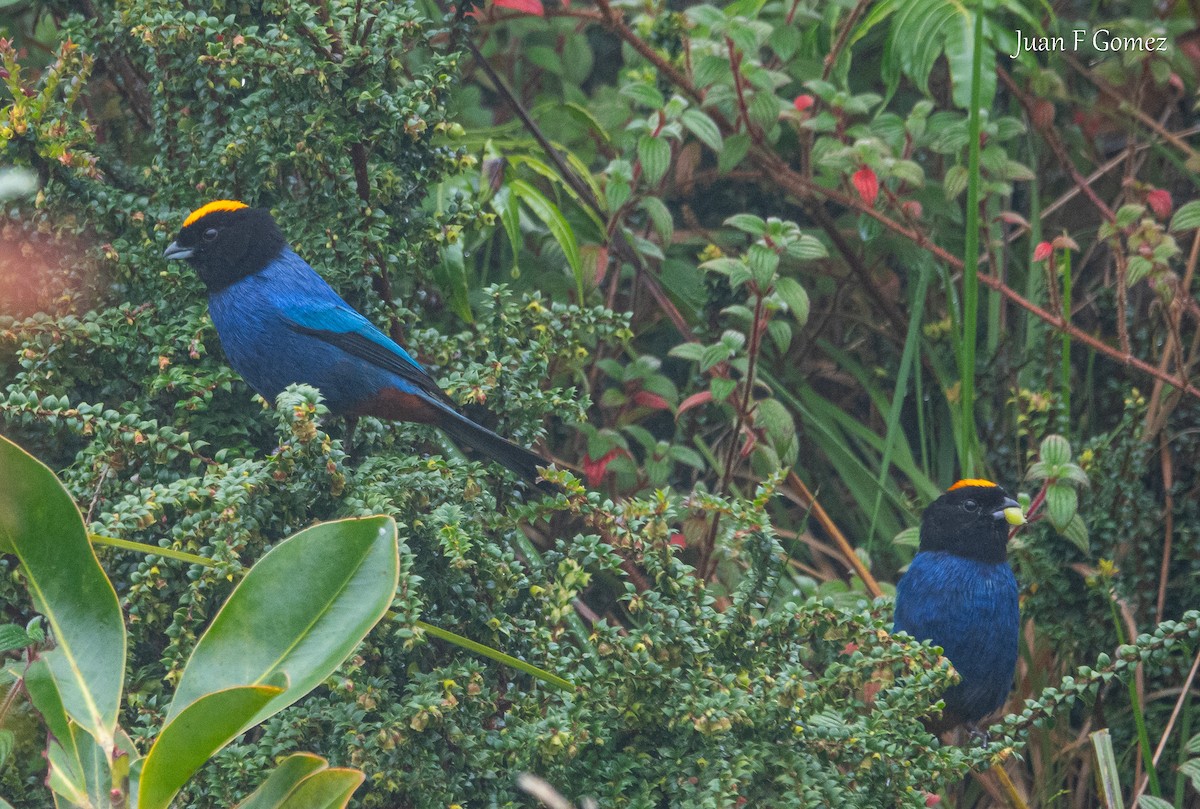 Golden-crowned Tanager - ML642190407