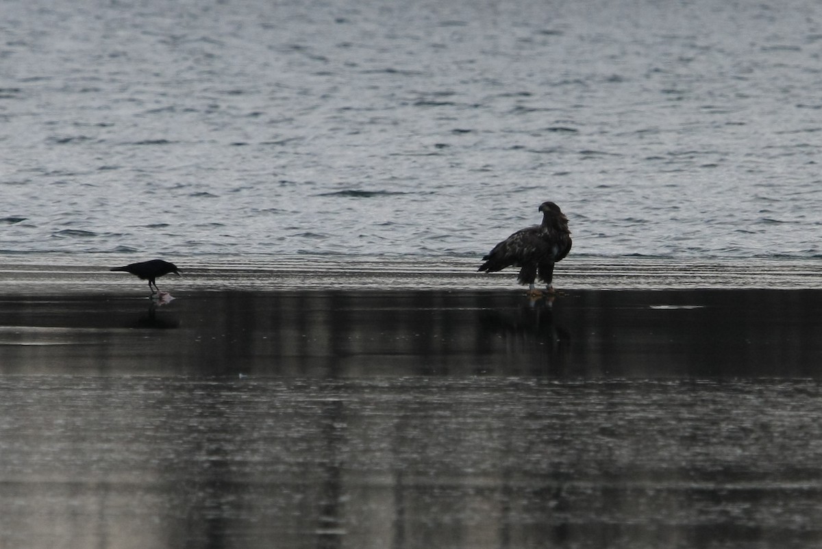 Цагаан сүүлт нөмрөг бүргэд - ML64219041