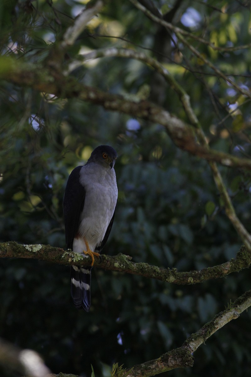 Bicolored Hawk - ML642190437