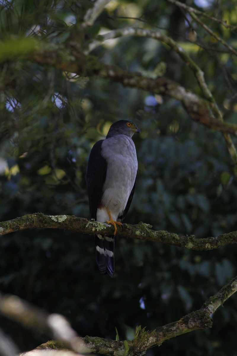 Bicolored Hawk - ML642190438