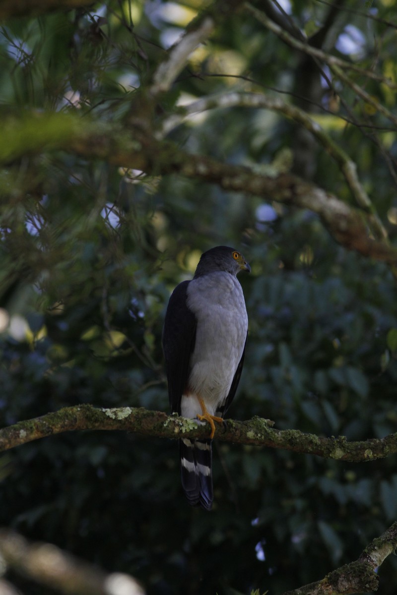 Bicolored Hawk - ML642190439