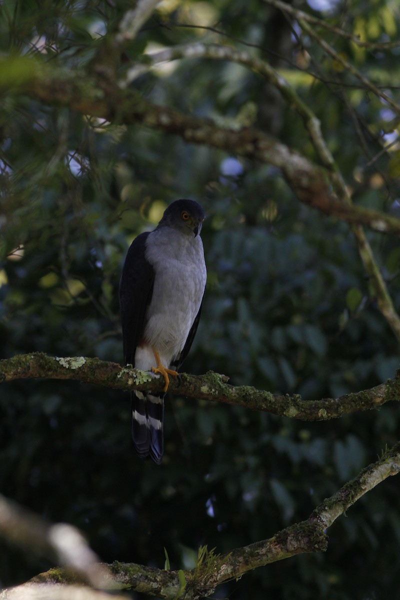 Bicolored Hawk - ML642190440