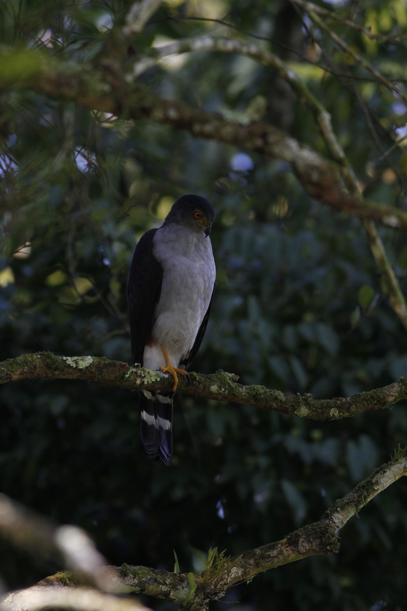 Bicolored Hawk - ML642190441