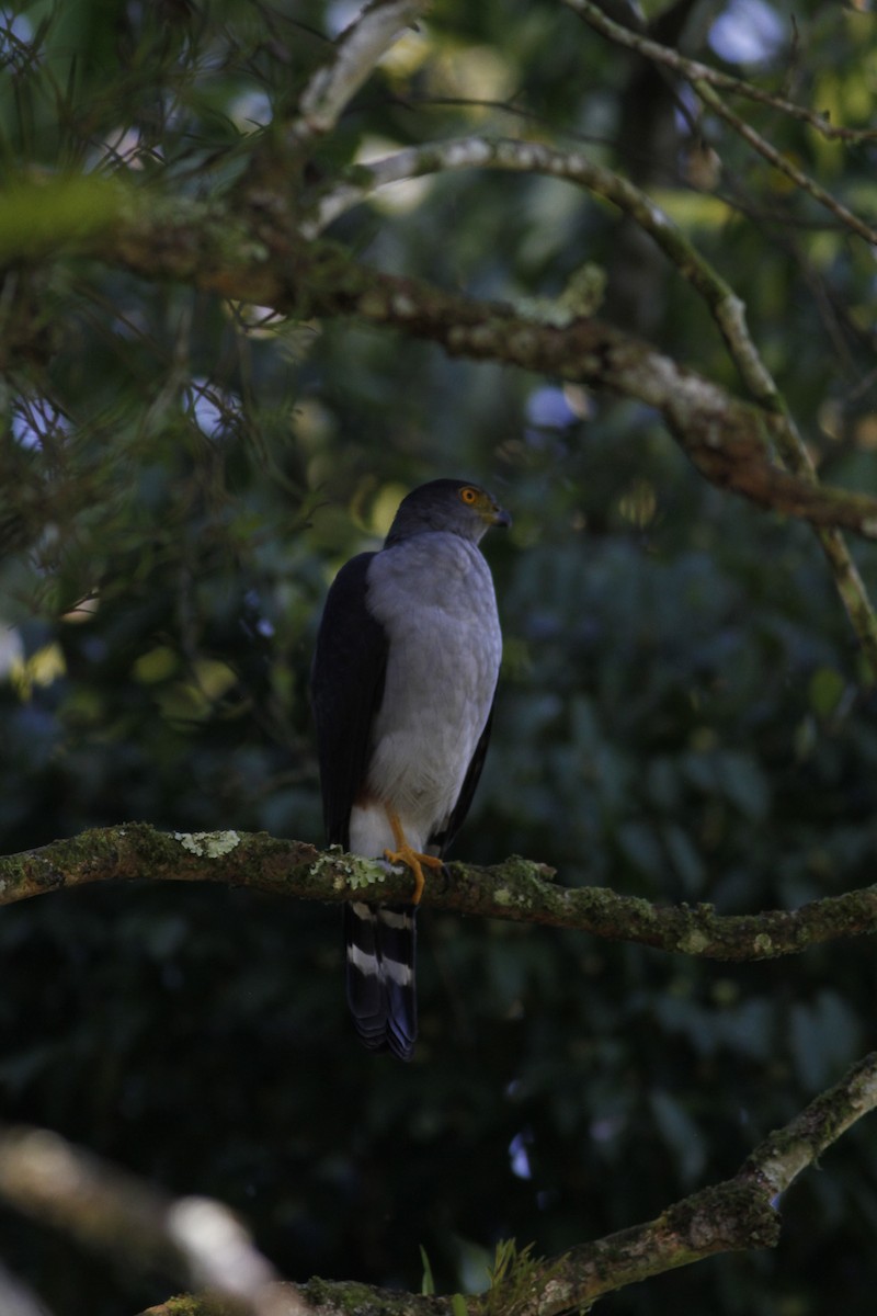 Bicolored Hawk - ML642190443