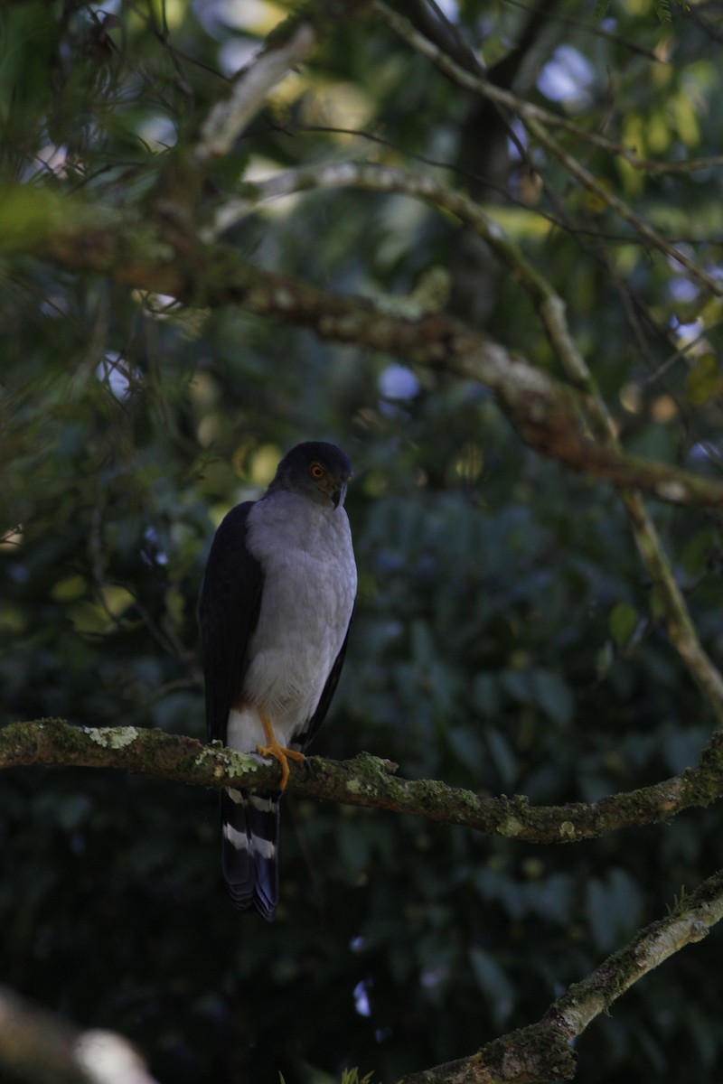 Bicolored Hawk - ML642190444