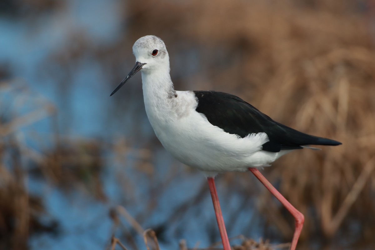 Black-winged Stilt - ML642190453