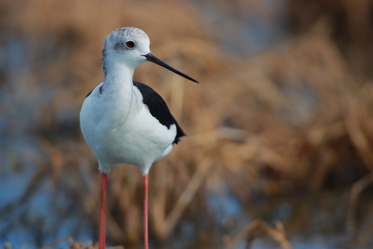 Black-winged Stilt - ML642190454