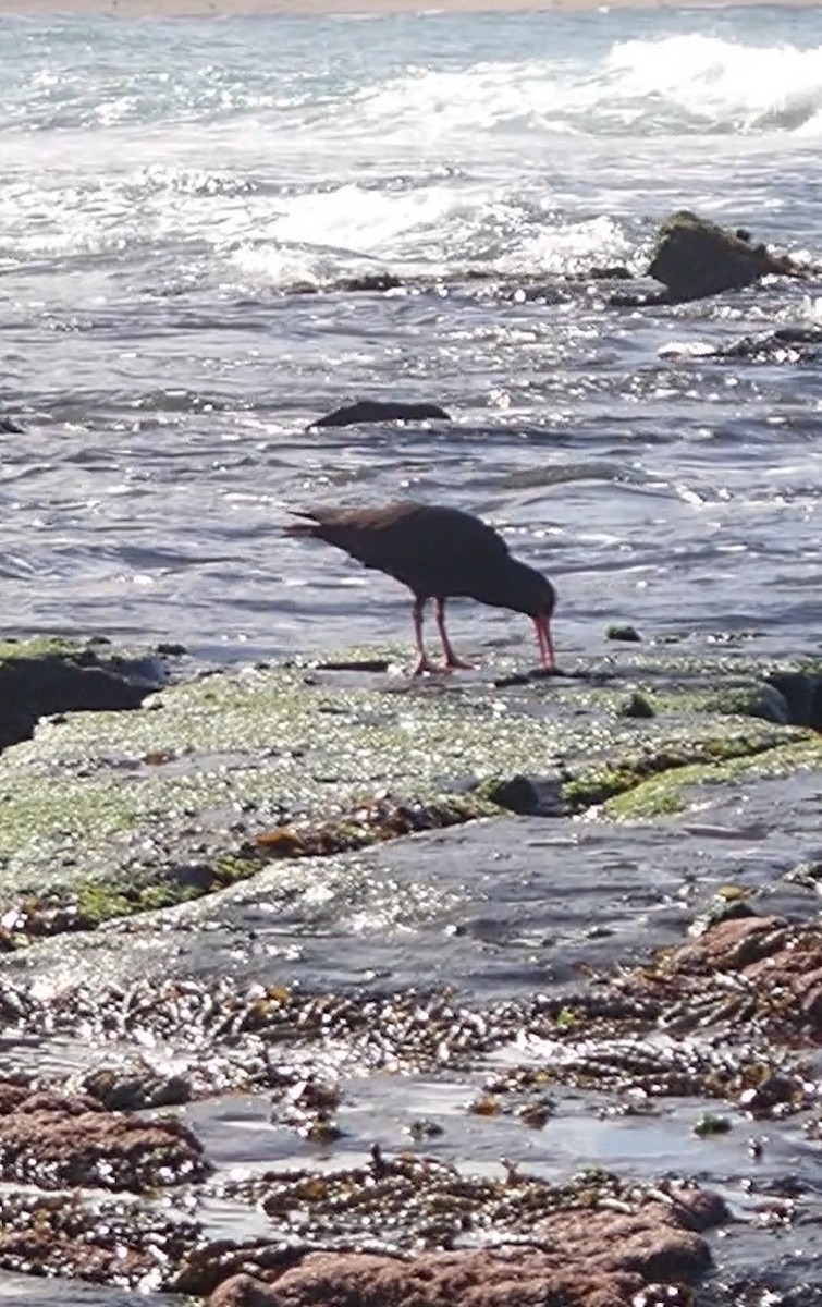 Sooty Oystercatcher - ML642190460