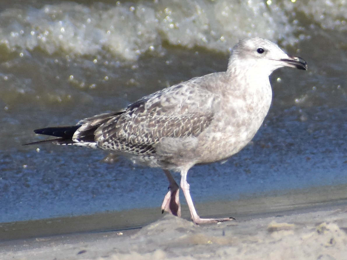 American Herring Gull - ML642190466
