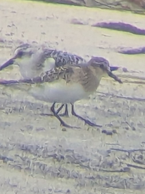 Baird's Sandpiper - ML642190482