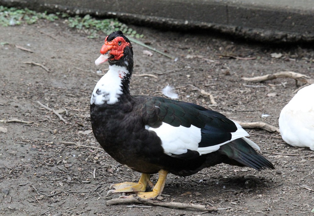 Muscovy Duck (Domestic type) - ML642190499
