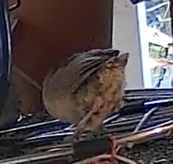 střízlík karolínský - ML642190509