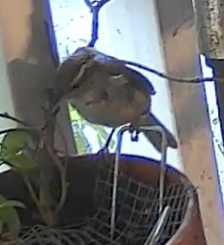 střízlík karolínský - ML642190512