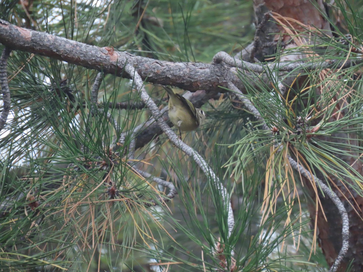 Ruby-crowned Kinglet - ML642190535