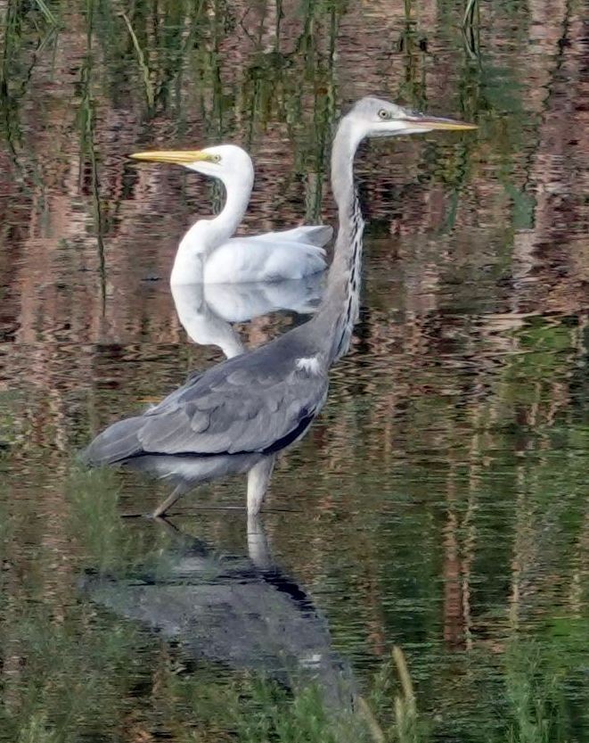 Gray Heron - ML642190562