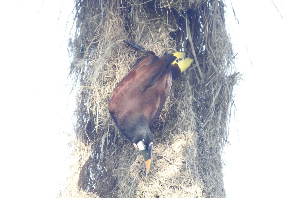 Montezuma Oropendola - ML642190565