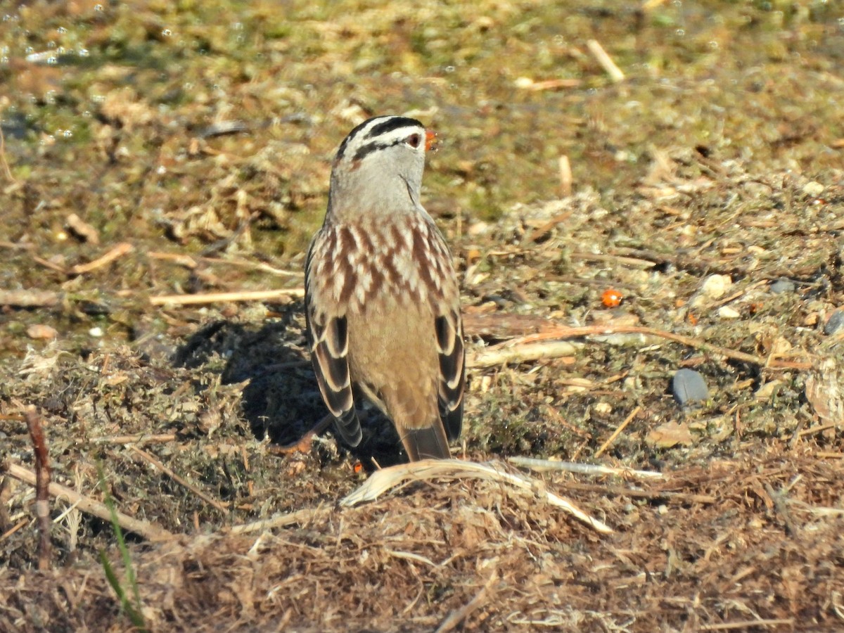 White-crowned Sparrow - ML642190573