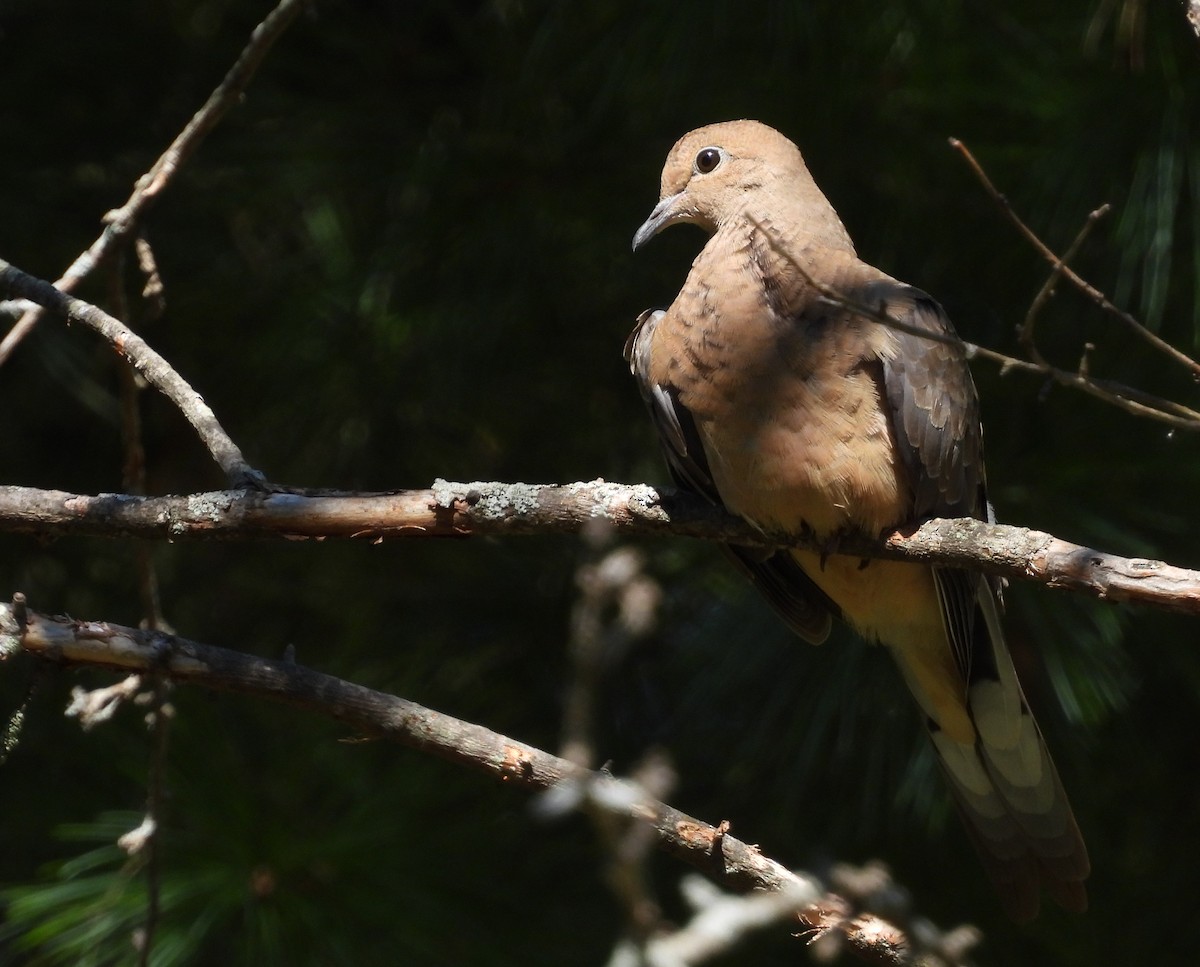 Mourning Dove - ML642190574