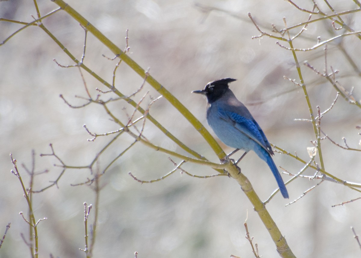 Steller's Jay - ML642190577