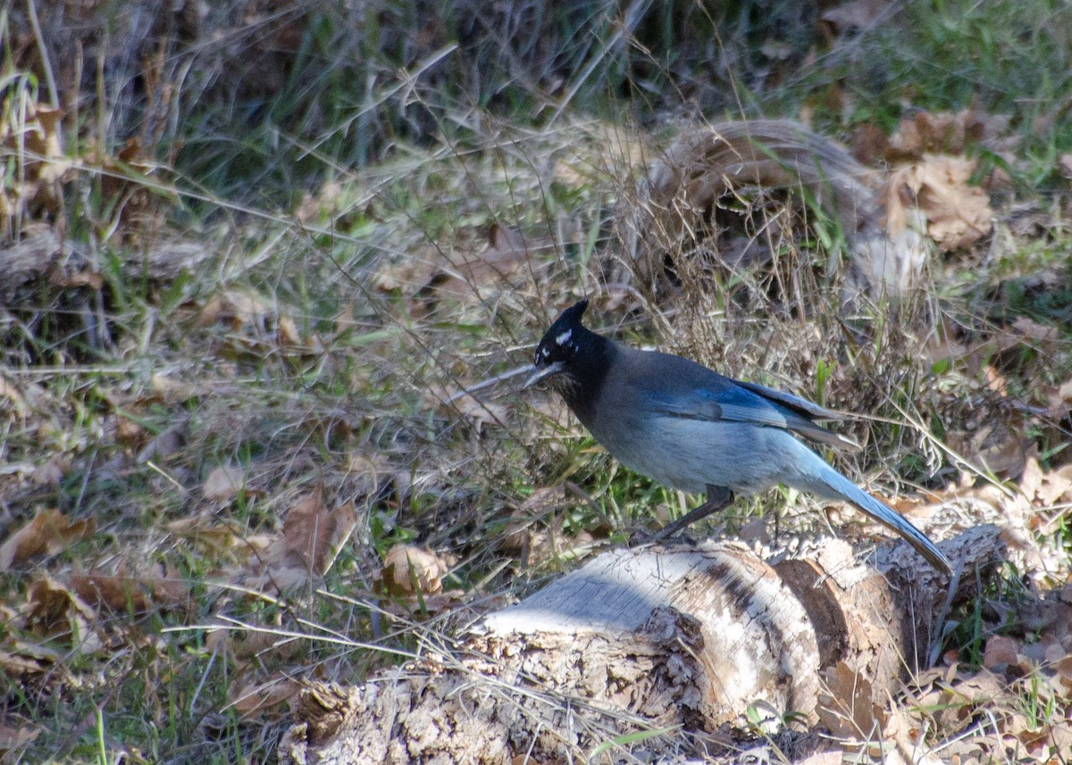 Steller's Jay - ML642190578