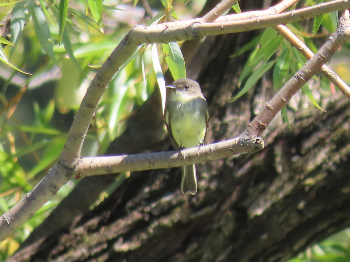 Eastern Phoebe - ML642190579