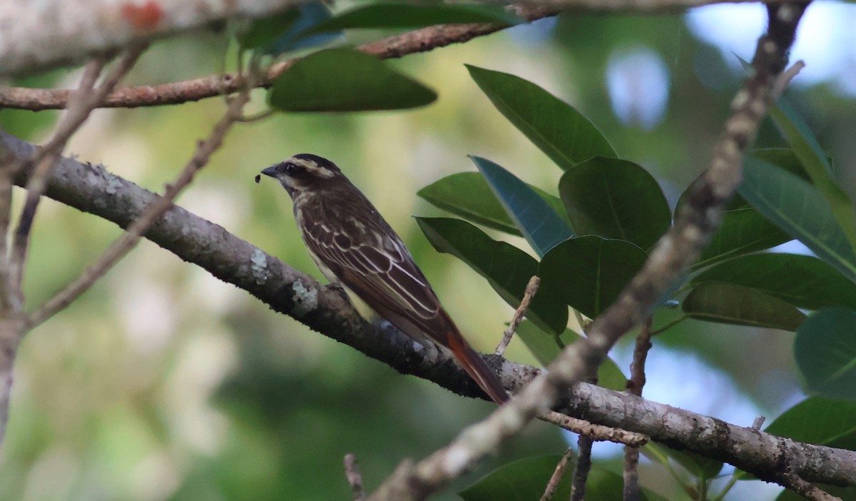 Variegated Flycatcher - ML642190580