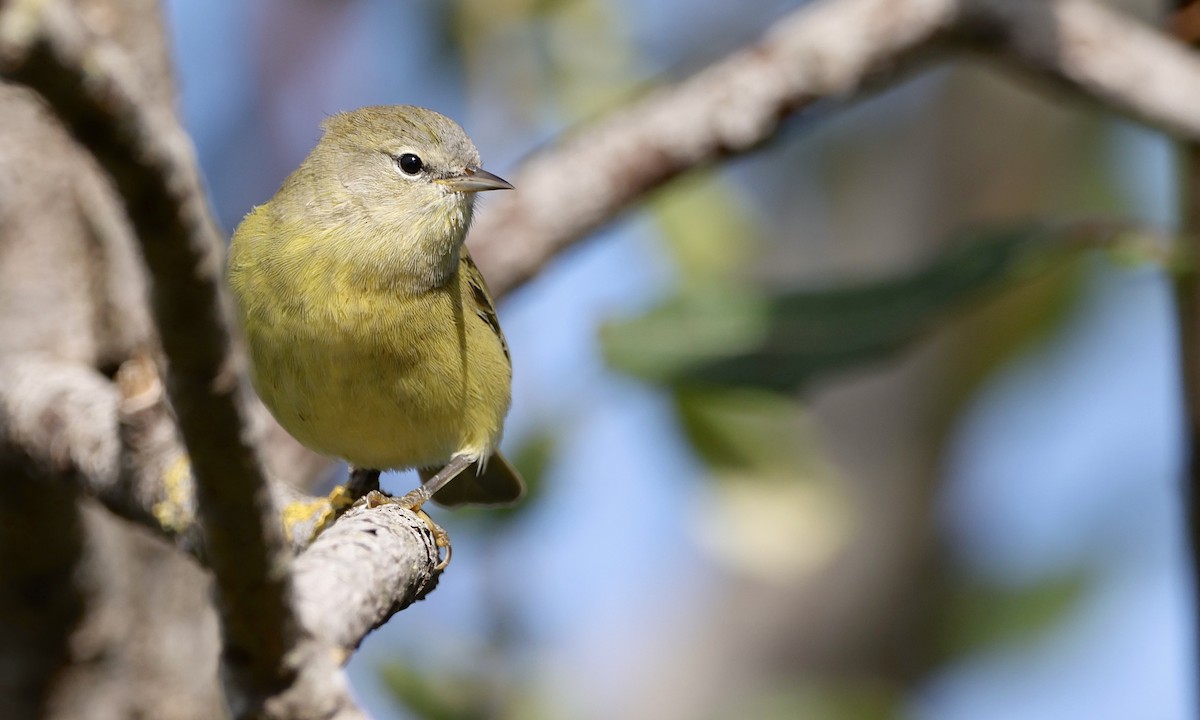 Orange-crowned Warbler - ML642190582