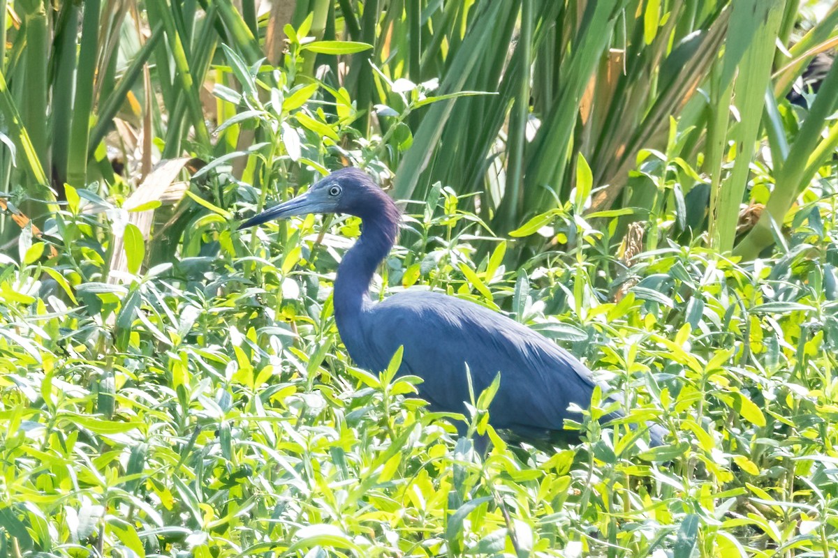 Little Blue Heron - ML642190586