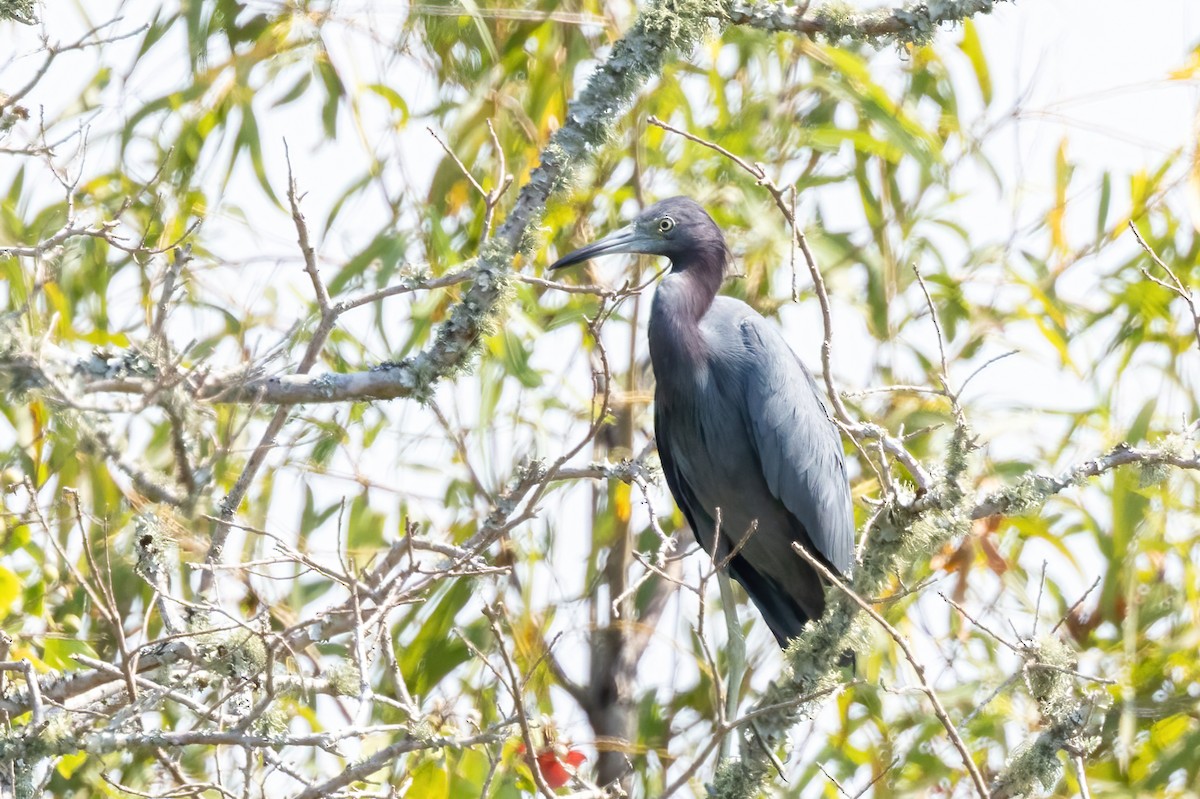 Little Blue Heron - ML642190587