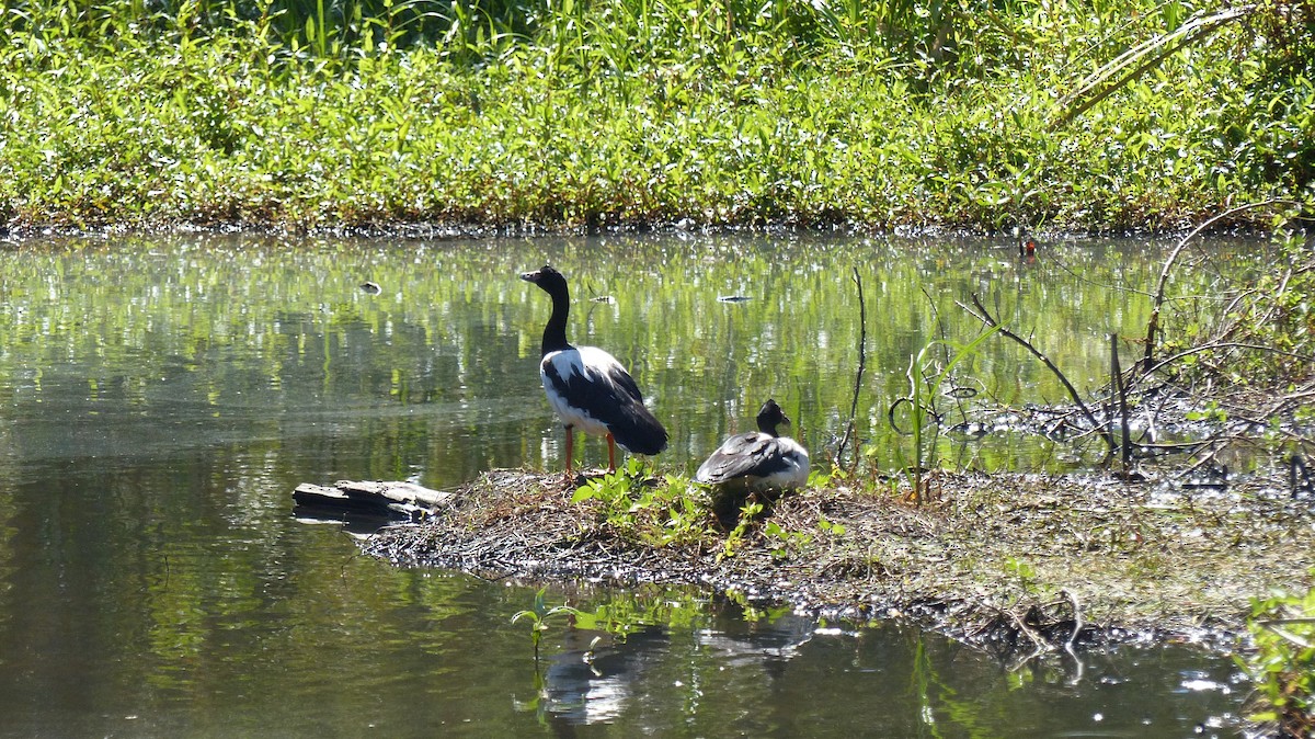 Magpie Goose - ML642190588