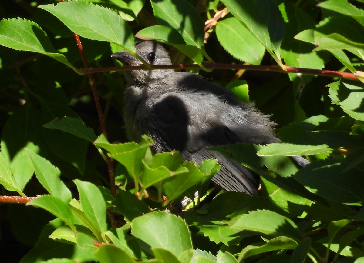 Gray Catbird - ML642190589