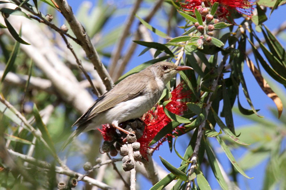 Brown-backed Honeyeater - ML642190591