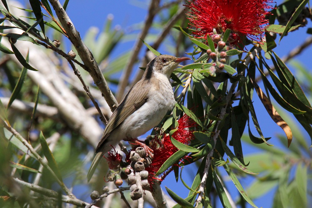 Brown-backed Honeyeater - ML642190592