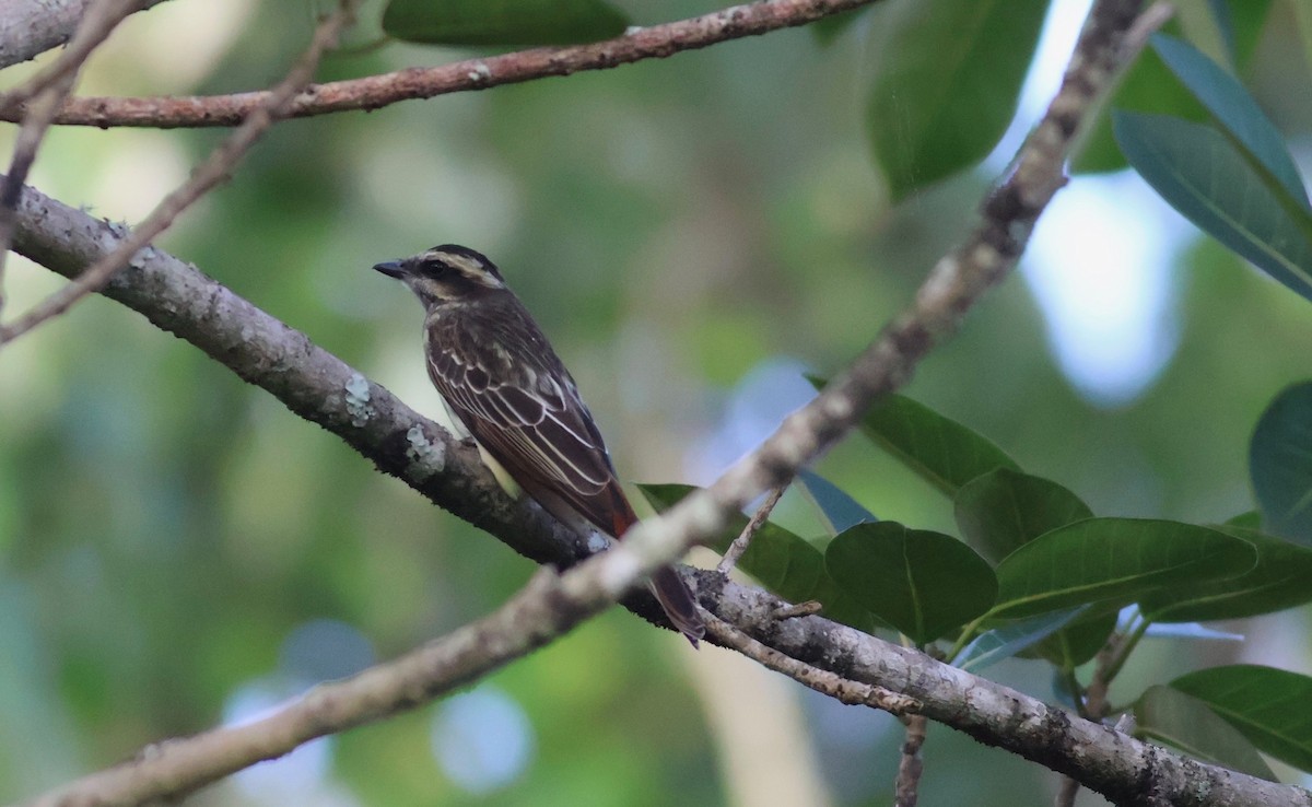 Variegated Flycatcher - ML642190594