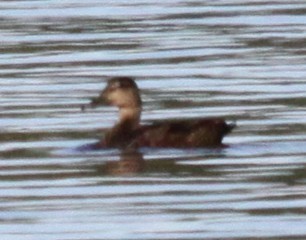 American Black Duck - ML642190595