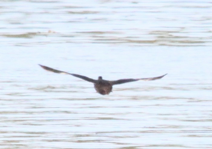 American Black Duck - ML642190597