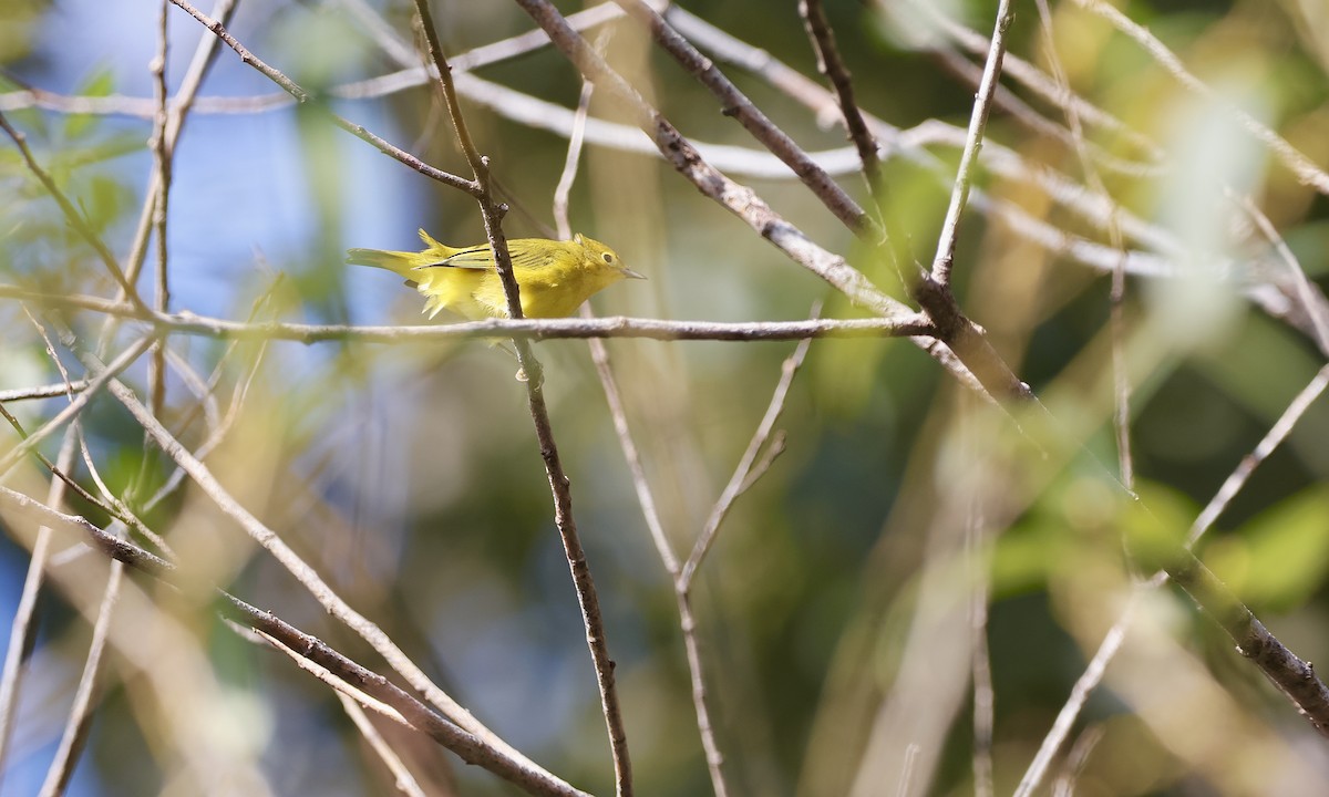Yellow Warbler - ML642190598