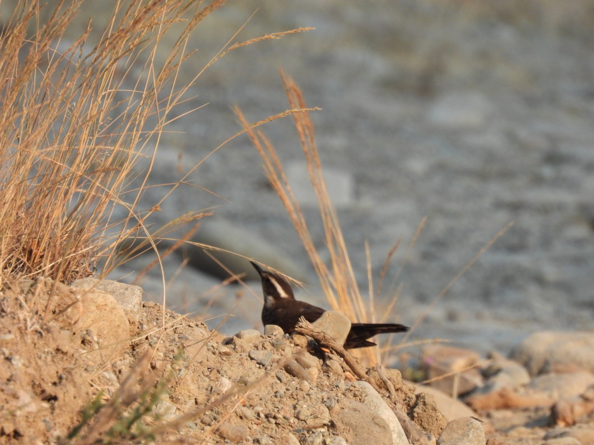Dark-bellied Cinclodes - ML642190599