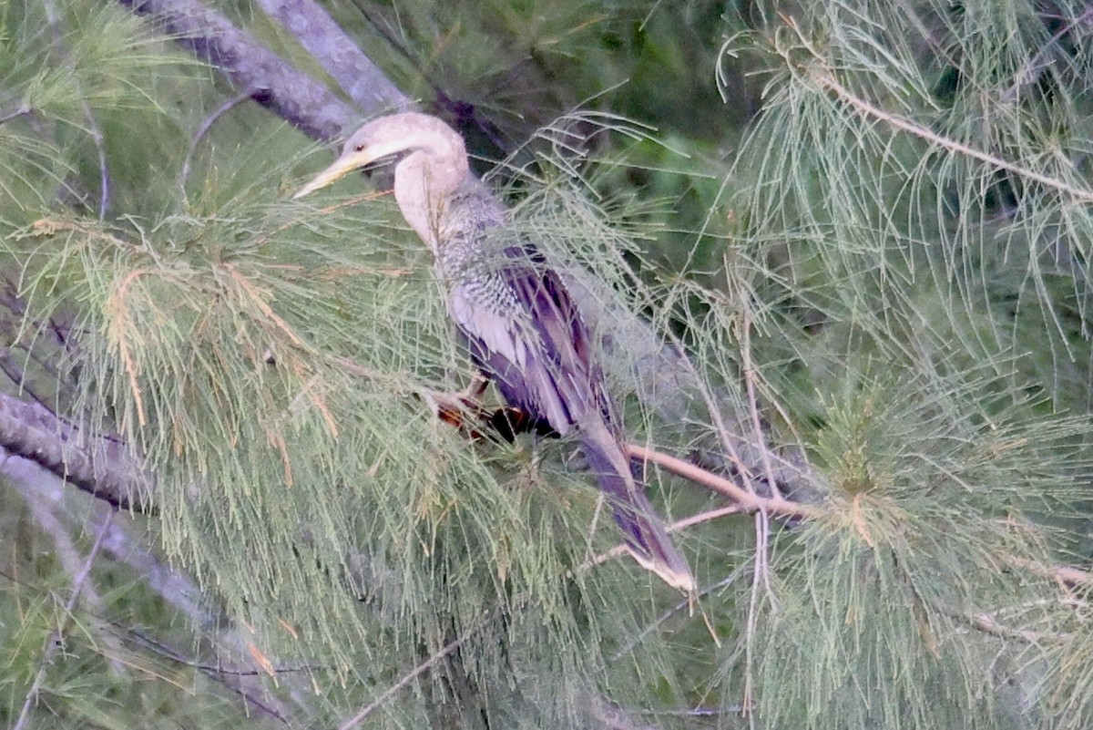 Anhinga - ML642190600
