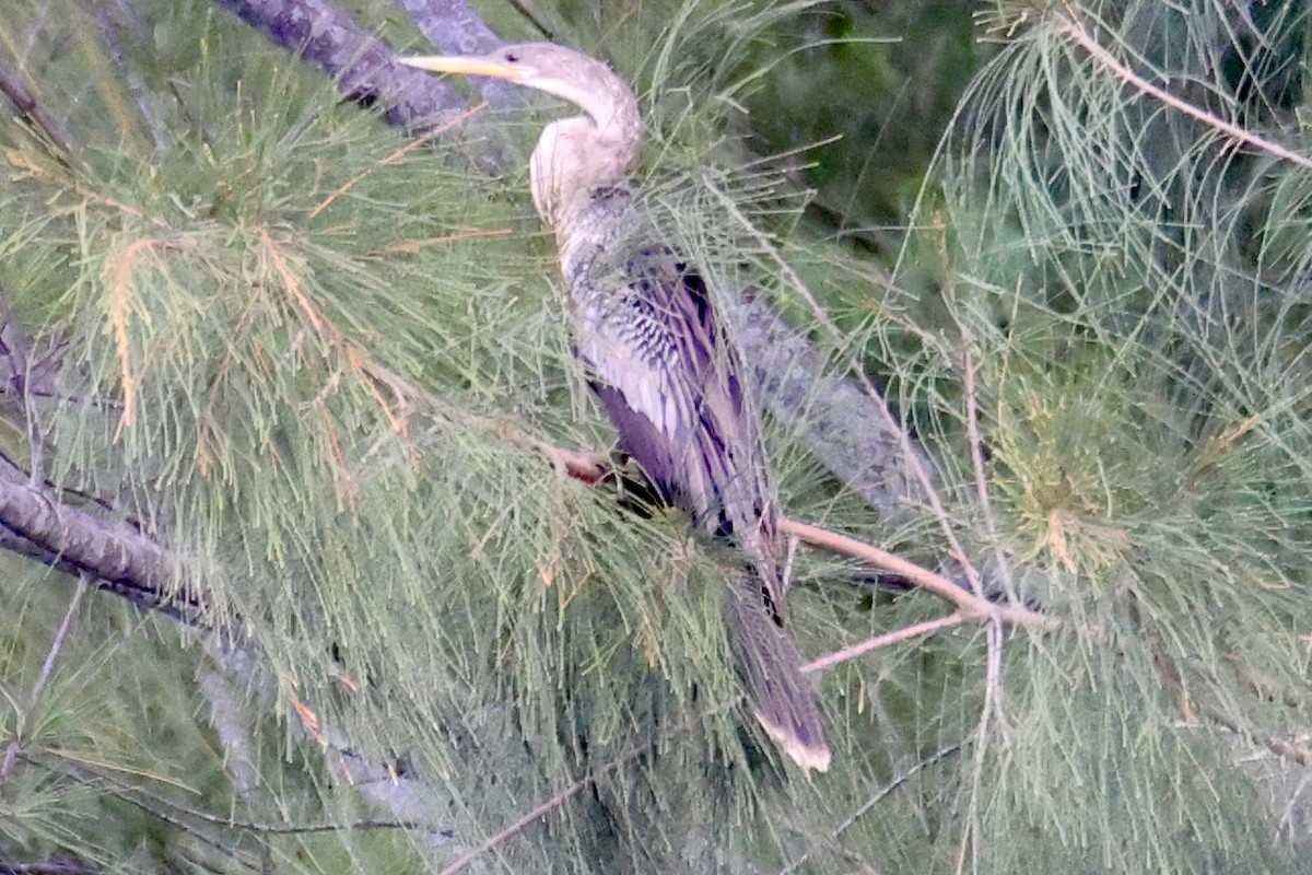 Anhinga - ML642190601