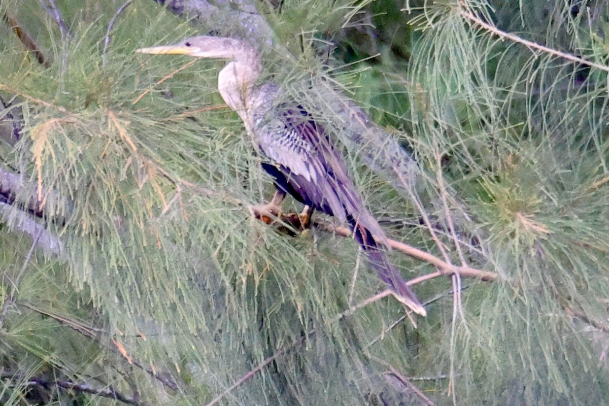 Anhinga - ML642190602