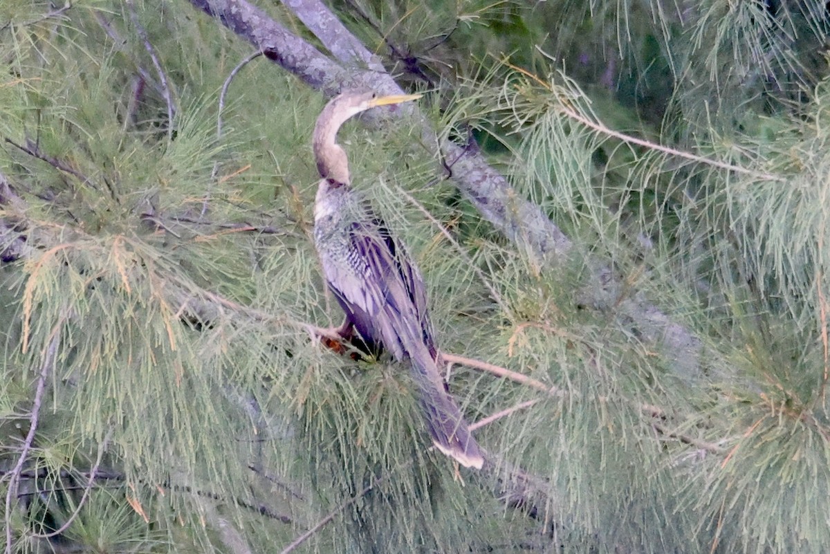 Anhinga - ML642190603