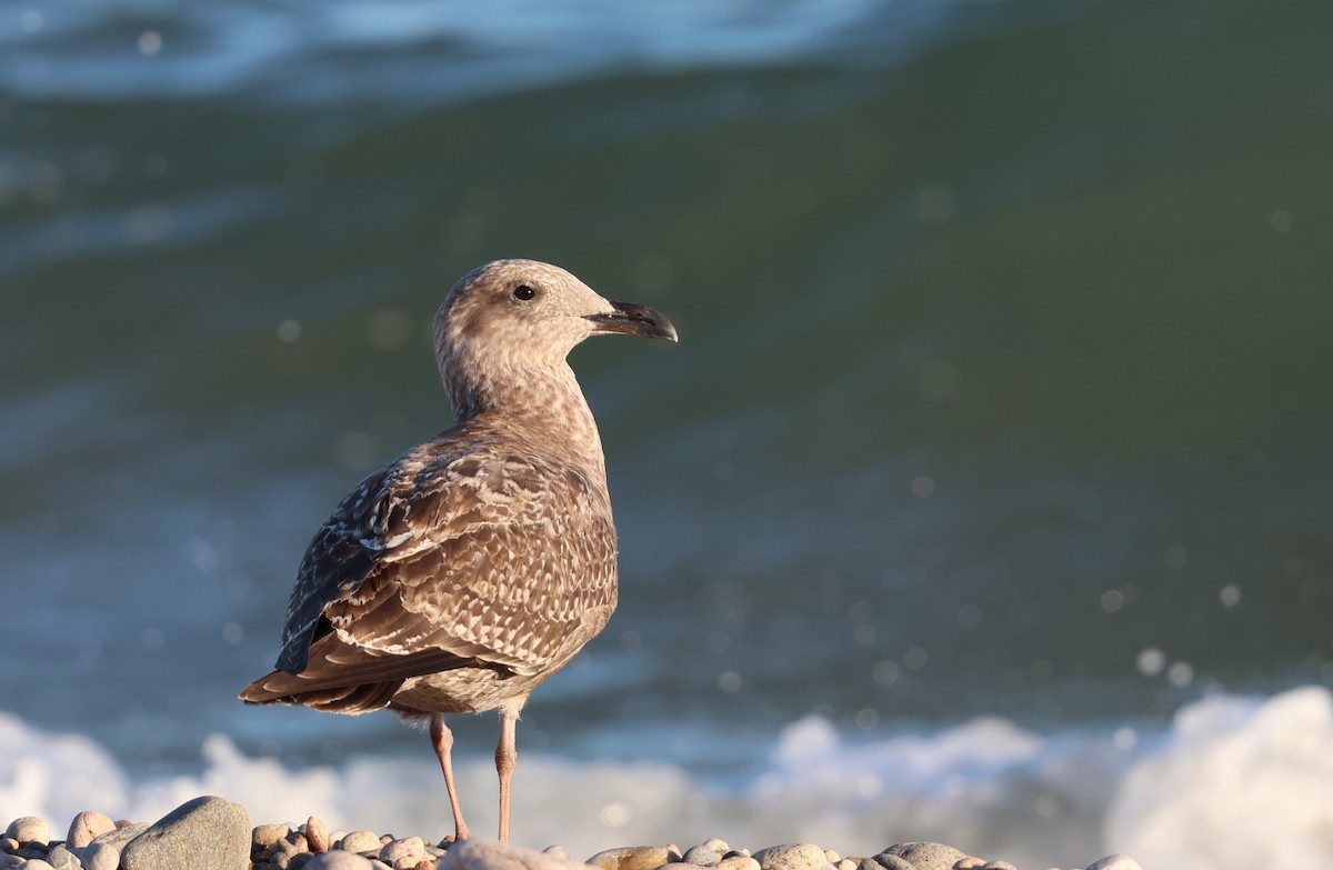 American Herring Gull - ML642190604