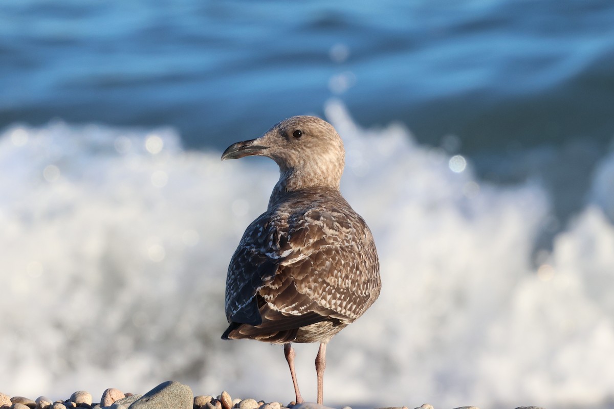 American Herring Gull - ML642190605